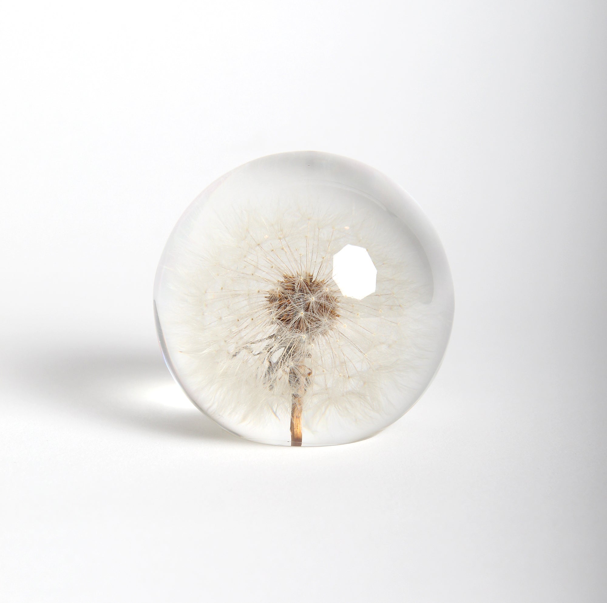 Preserved Dandelion