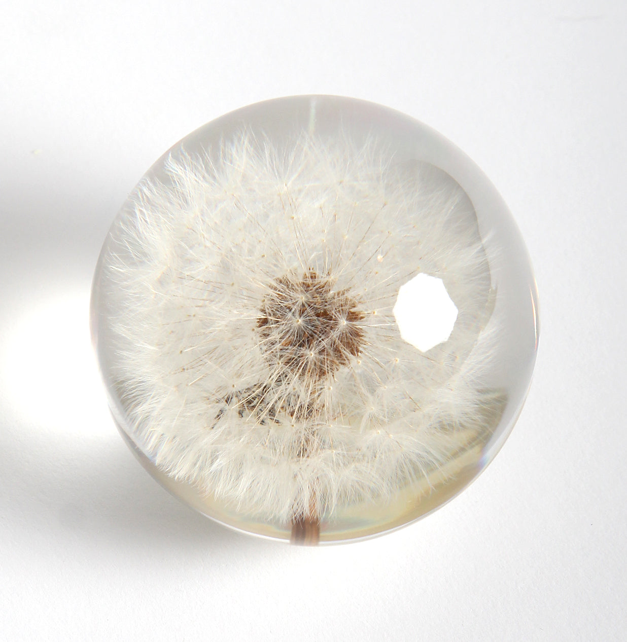 Preserved Dandelion